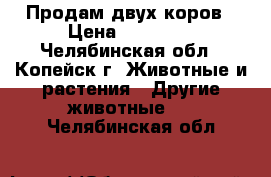 Продам двух коров › Цена ­ 37 000 - Челябинская обл., Копейск г. Животные и растения » Другие животные   . Челябинская обл.